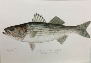 1900 Denton Striped Bass Fish Print Chromo Lithograph Old Antique Rare 3