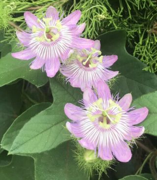 Rare Htf Passiflora Ciliata Plant Passionflower Vine Stinking Foetida Heirloom 1