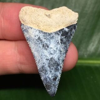 Ultra Rare Bone Valley Great White Shark Tooth Fossil Megalodon Era Sharks Teeth