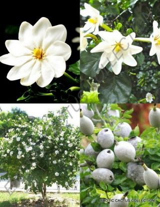Gardenia Thunbergia - Rare Flowering Tropical Fragrant Forest Wild Seed 25 Seeds