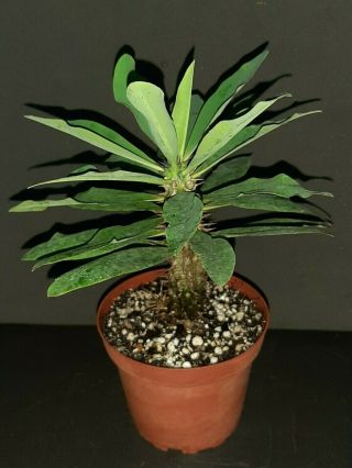 Euphorbia Horombensis Very Rare Exotic Madagascar Succulent