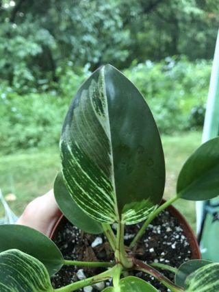 Philodendron Birkin,  Variegated,  Rare Plant Rooted In 4 " Pot
