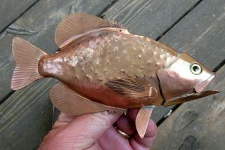 Vintage Rare Fantastic Copper Crappie Fish Decoy One Of Best Coppers I Have Seen