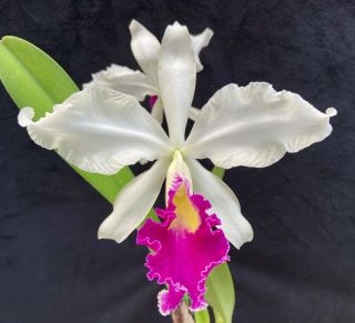 Rare Cattleya Orchids - C Warscewiczii Semi - Alba 