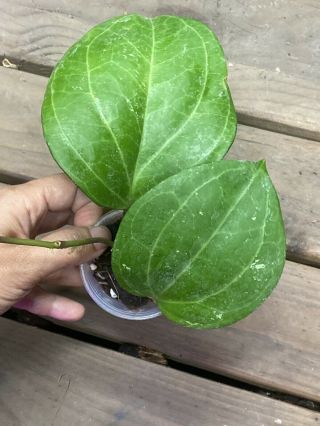 Rare Hoya Sarawak,  Rooted Plant/ Wax Plant / Growth Point/ Foliage