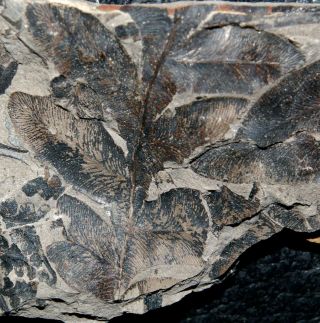 Preserved Rare Carboniferous Fossil Fern - Alethopteris Sp