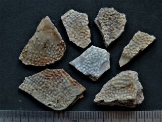 1 Devonian Armor (placoderms) Fish Fragment.  Rare