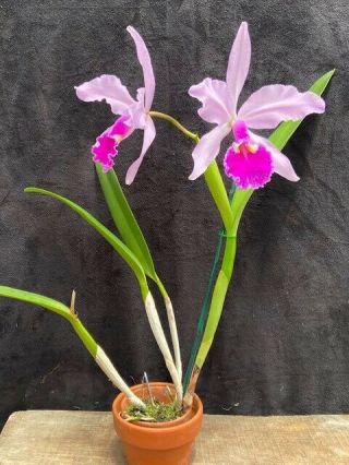 Rare Cattleya Orchids - C warscewiczii ' Grandifolia ' IN BLOOM 2