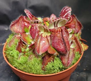 Xxl Cephalotus Follicularis Red - Very Rare Carnivorous Australian Pitcher Plant