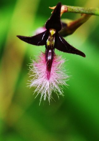 Bulbophyllum Saltatorum Var.  Ciliatum Really Neat And Rare Species From Africa