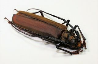 Cerambycidae,  Prioninae,  Orthomegas Sylvaineae Male (very Rare)