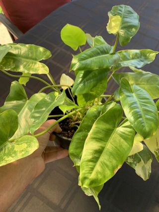Philodendron ‘burle Marx’ Variegated.  Large Well Rooted Clustering Plant Rare