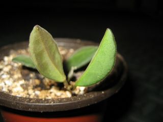 Rare Hoya Bilobata Plant 3.  5 " Pot Small Olive Leaf Clusters Of Red Flowers
