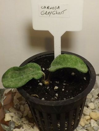 Rare Hoya Carnosa Grey Ghost Growing & 3 " Net Pot Leaf Lovers