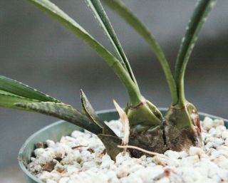 Eulophia Paniculata " Desert Orchid " Succulent Unusual Rare Mound Terestrial