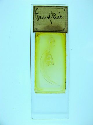 Antique Microscope Slide By Norman.  " Jaw Of Rat ".  Large Entire Section.  L.  S.