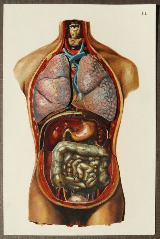 1905 Antique Pull - Down Lithograph Of Human Anatomy: Main Organs.  Heart.  Medicine