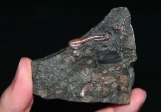Very Rare Ammonite Heteromorph Ptychoceras Minimum Fossil