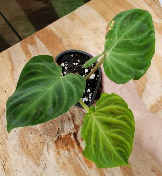 Philodendron Verrucosum Rare Aroid Velvety Leaf Healthy & Thriving