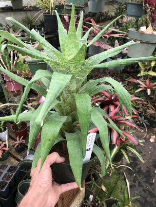 Bromeliad Gourdea Ospinea Rare Hybrid Tropical Plant 025