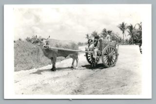 Ox Cart Kids Guam Rare Vintage Rppc Real Photo Postcard Cow 1940s