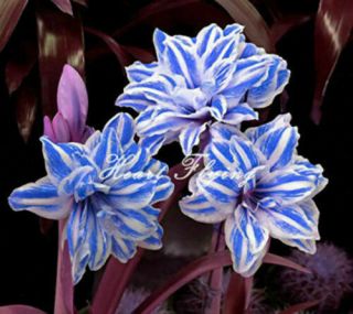 1 Amaryllis Bulbs Hippeastrum Blue Flower Gift Rare Perennial Resistant Stunning