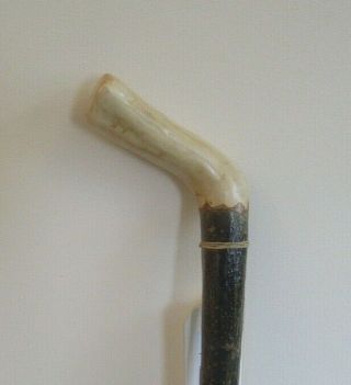 One Piece Holly Walking Stick.  Postage To Uk