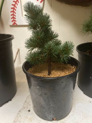 Rare Pinus Parviflora ‘kinpo’ 5 Yr.  Japanese White Pine Tree Bonsai