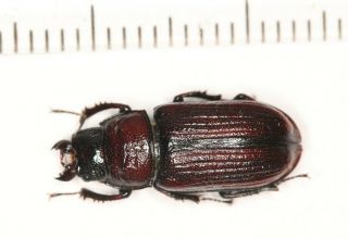 Lucanidae Ceruchus F Red Rare From Nw Yunnan