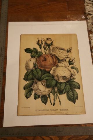 Hundred Leaf Rose Hand Colored Currier And Ives Lithograph C2986c
