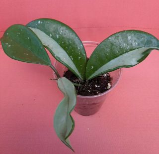 Rare Hoya Pubicalyx Silver Splash Ah074 (epc - 1049) Actual Plant Listed