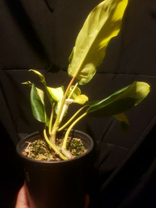 varigated Philodendron Thai Sunrise Aroid Rare,  not monstera,  syngonium,  aracrae 2