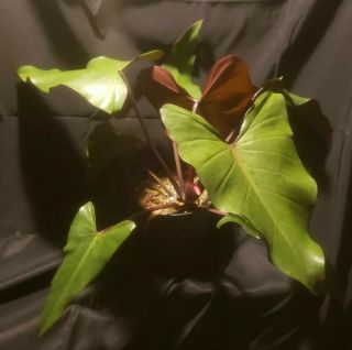 Rare Philodendron Dark Lord Aroid Exotic Plant,  Not Monstera,  Syngonium,  Aracrae