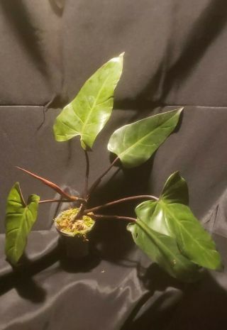 Rare Philodendron Dark Lord aroid exotic plant,  not monstera,  syngonium,  aracrae 2