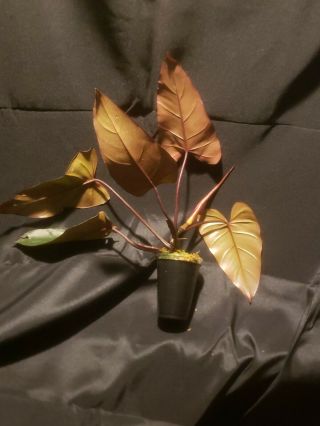 Rare Philodendron Dark Lord aroid exotic plant,  not monstera,  syngonium,  aracrae 3
