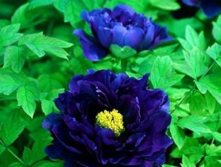 Dark Blue Peony Roots Paeonia Suffruticosa Perennial Strong Fragrant Rare Flower
