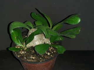 Euphorbia Poissonii Spinless Multihead Form Rare Exotic Succulent