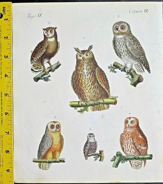 Various Owls,  Strix,  Bubo,  Barn Owl,  Bertuch,  Bilderbuch,  Handcol.  Eng.  1792