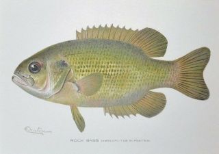 1897 Rock Bass Fish Print Denton Chromo Lithograph Old Vintage Antique 3