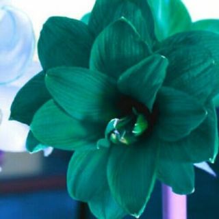 Hippeastrum Amaryllis Bulbs Bonsai Perennial Flower Green Gift Rare Hardy Plant