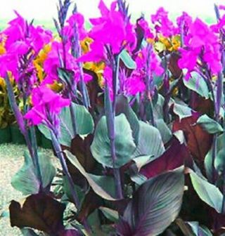 Canna Lily Bulbs Perennial 1 Resistant Tropical Bonsai Flower Rare Plant Balcony