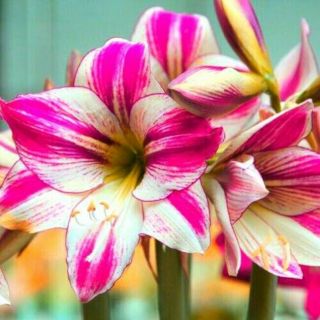 Showy Amaryllis Bulbs Perennial Hippeastrum Flowering Bonsai Rare Resistant Hom