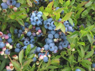 Xxx Rare Seeds - Bulk - - Vaccinium Myrtilloides - - Velvetleaf Blueberry 50 Seeds