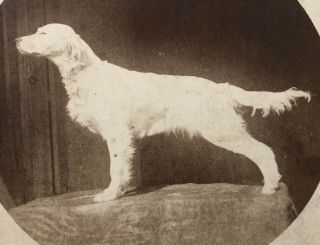 Antique Black & White Photo On Cardboard Vintage English Setter Dog Pointer