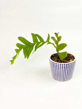 Selenicereus Chrysocardium - “fern Leaf Cactus” - Rare Orchid Cactus
