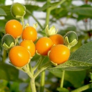 Rare Dwarf Orange Color Tamarillo Tomato Tree Plant 14 " Healthy Organic Grown