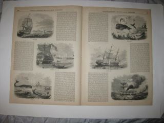 Antique 1855 Whaling Whale Hunting Maritime Tall Ship Print United States Rare