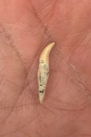 Mega Rare Fossil Ninjadelphis Tooth Miocene Shark Tooth Hill