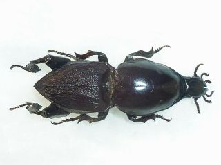 Extremely Rare Cerambycidae Hypocephalus Armatus Male Huge Xxl 58mm,  Brazil
