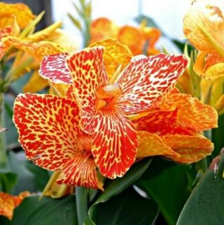 Canna Lily Bulbs Perennial Fragrant Tropical Flower Rare Resistant Landscape Hot